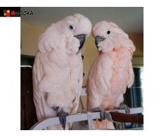 Молуккский какаду - абсолютно ручные птенцы из питомника