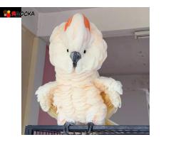 Молуккский какаду - абсолютно ручные птенцы из питомника