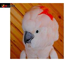 Молуккский какаду - абсолютно ручные птенцы из питомника