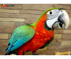Ара арлекин (гибрид попугаев ара) - птенцы выкормыши