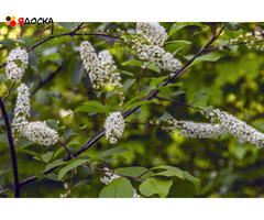 Canon DSLR 400D - 9