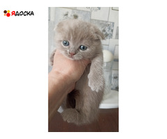 Шотландские прямоухие котята лилового окраса