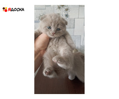 Шотландские прямоухие котята лилового окраса