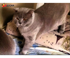 Шотландские прямоухие котята лилового окраса