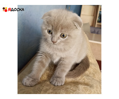 Шотландские котята лилового окраса - 6