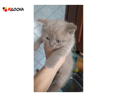 Шотландские котята лилового окраса - 7