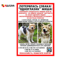 помогите найти собаку Миша пропал в Крыму