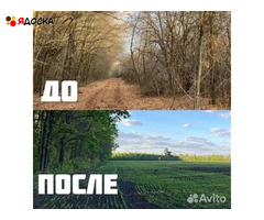 Расчистка территорий от деревьев и пней от 1 Га