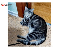 красивая кошечка Василиса ищет дом