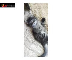 сибирский котенок в дар