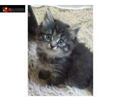 сибирский котенок в дар