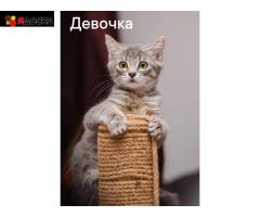 классные котята (много) и кошки в приюте выбираем себе питомца!