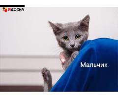 классные котята (много) и кошки в приюте выбираем себе питомца!