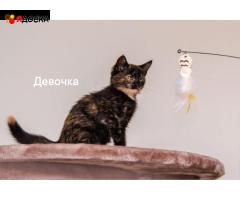 классные котята (много) и кошки в приюте выбираем себе питомца!