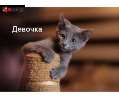 классные котята (много) и кошки в приюте выбираем себе питомца! - 6