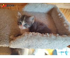 классные котята (много) и кошки в приюте выбираем себе питомца! - 7