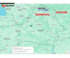 Продам готовый бизнес фермерское хозяйство - 20