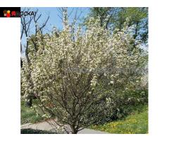 Сакура (вишня японская декоративная) в горшках для посадки купить в Москве и Подмосковье - 6