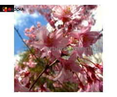 Сакура (вишня японская декоративная) в горшках для посадки купить в Москве и Подмосковье - 7