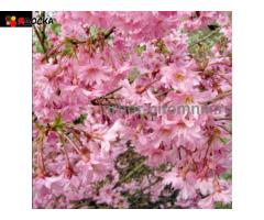 Сакура (вишня японская декоративная) в горшках для посадки купить в Москве и Подмосковье - 8