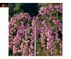 Сакура (вишня японская декоративная) в горшках для посадки купить в Москве и Подмосковье - 9