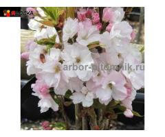 Сакура (вишня японская декоративная) в горшках для посадки купить в Москве и Подмосковье - 10