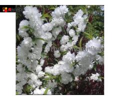 Сакура (вишня японская декоративная) в горшках для посадки купить в Москве и Подмосковье - 11