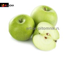 Саженцы яблони из питомника, с доставкой и посадкой по низкой цене - 6