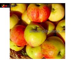 Саженцы яблони из питомника, с доставкой и посадкой по низкой цене - 7