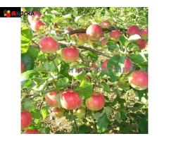 Саженцы яблони из питомника, с доставкой и посадкой по низкой цене - 8