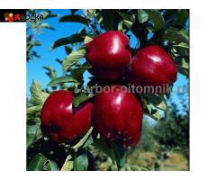 Саженцы яблони из питомника, с доставкой и посадкой по низкой цене - 9