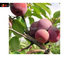 Саженцы яблони из питомника, с доставкой и посадкой по низкой цене - 10