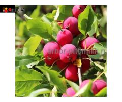 Саженцы яблони из питомника, с доставкой и посадкой по низкой цене - 11