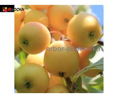 Саженцы яблони из питомника, с доставкой и посадкой по низкой цене - 12