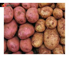 Свежие овощи и фрукты оптом и в розницу — напрямую от поставщика в Омске! - 6