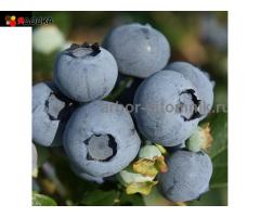 Саженцы и крупномеры голубики купить в Москве и Подмосковье с посадкой