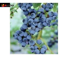 Саженцы и крупномеры голубики купить в Москве и Подмосковье с посадкой