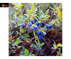 Саженцы и крупномеры голубики купить в Москве и Подмосковье с посадкой