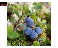 Саженцы и крупномеры голубики купить в Москве и Подмосковье с посадкой