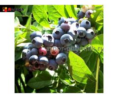 Саженцы и крупномеры голубики купить в Москве и Подмосковье с посадкой