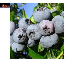 Саженцы и крупномеры голубики купить в Москве и Подмосковье с посадкой - 6