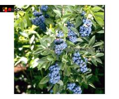 Саженцы и крупномеры голубики купить в Москве и Подмосковье с посадкой - 7