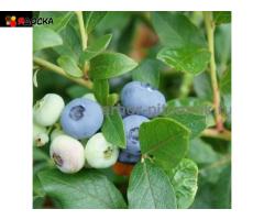 Саженцы и крупномеры голубики купить в Москве и Подмосковье с посадкой - 8