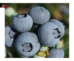 Саженцы и крупномеры голубики купить в Москве и Подмосковье с посадкой - 9