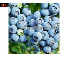 Саженцы и крупномеры голубики купить в Москве и Подмосковье с посадкой - 10