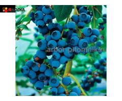 Саженцы и крупномеры голубики купить в Москве и Подмосковье с посадкой - 11