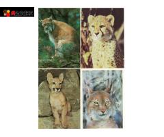 Открытки / 8