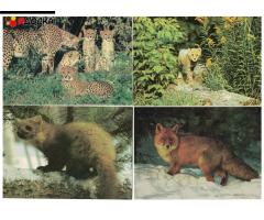 Открытки - 12