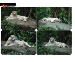 Карманный календарь - 21