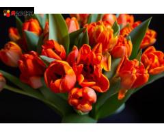 Тюльпаны на 8 марта